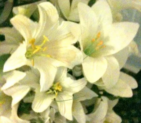 לינה וארוחת בוקר Almond House אדינבורו