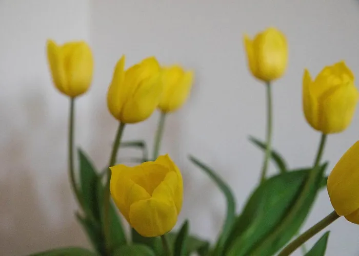 Lägenhet South Groathill - Lovely 2 Bed With Castle View