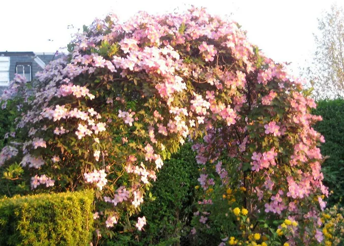 招待所 The White House 爱丁堡