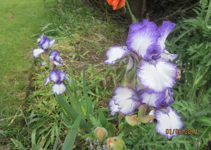 招待所 The White House *