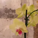 安特勒旅馆