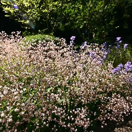 Halcyon House Gasthof 3*