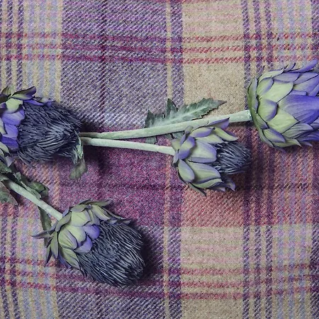 Blair Angus * Edinburgh