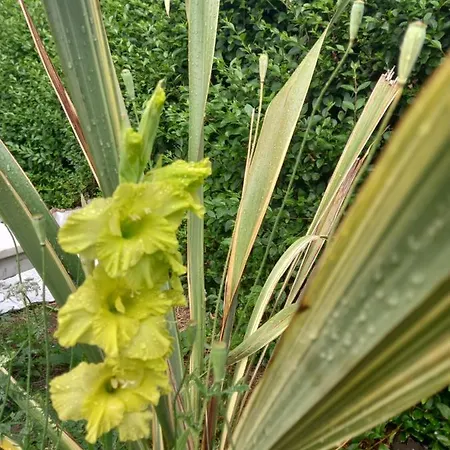 White House In Edinburgh, 2 Bedroom Good Location Apartment *