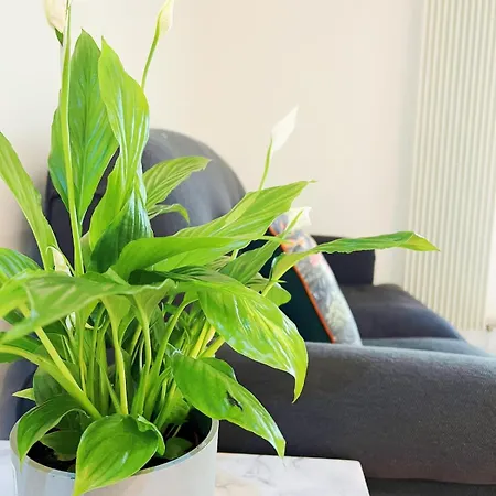 Apartamento Luxury At