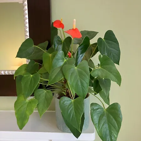 Georgian Townhouse In Centre Βίλα Εδιμβούργο