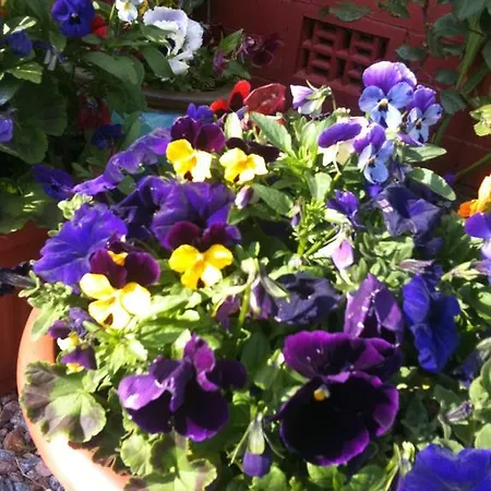 Almond House 에든버러