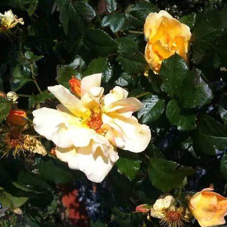 B&B Almond House 에든버러