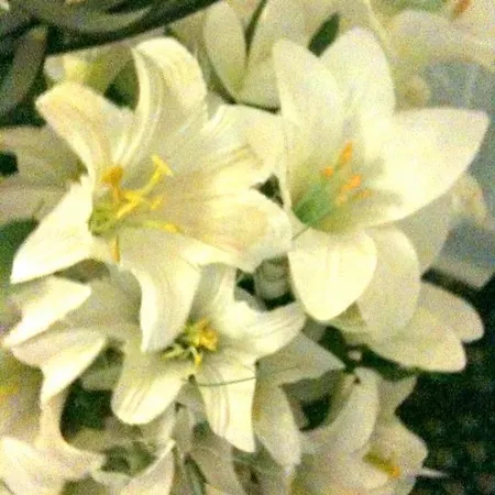 B&B Almond House 에든버러