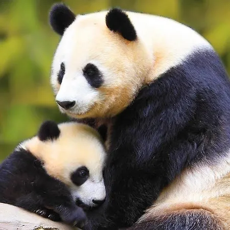 Panda Alojamento de Acomodação e Pequeno-almoço 4*