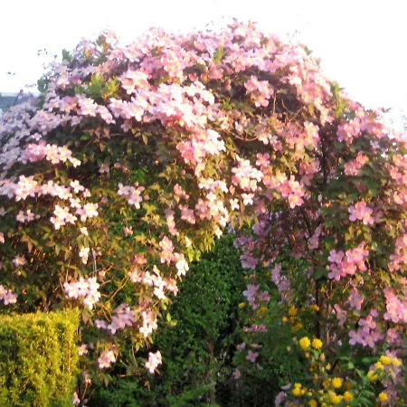 Gasthuis The White House Edinburgh