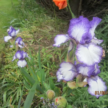 Gasthuis The White House *