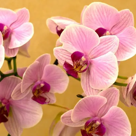 Arrandale Gasthuis Edinburgh