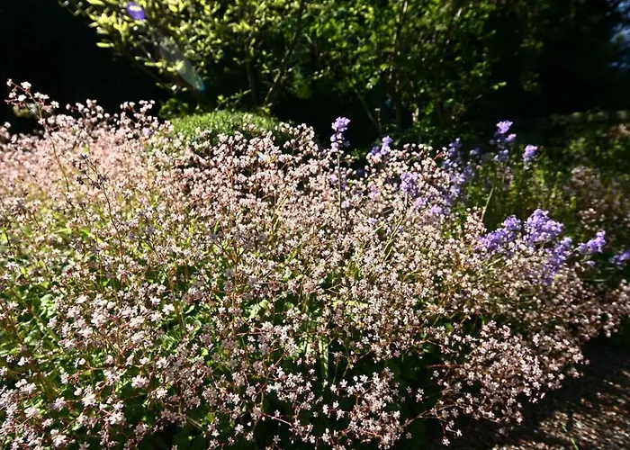 Halcyon House Pensionat 3*