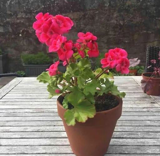 Wardie Garden *