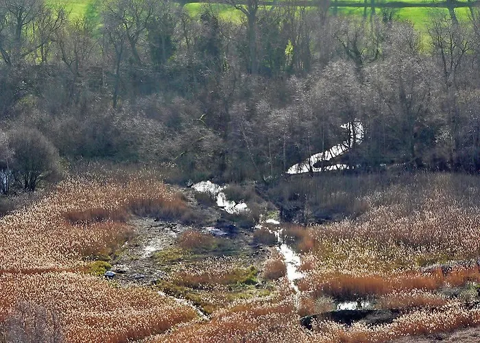 Panda Edynburg