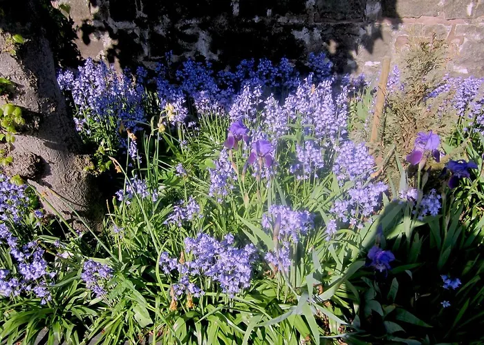 The White House Edinburg