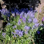 The White House إدنبرة