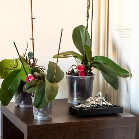 Guestready - Comfortable Flat Close To Centre Daire