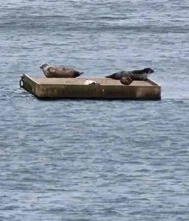 شقة Calming Sea View إدنبرة