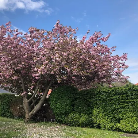 Stag's View Дом отдыха *