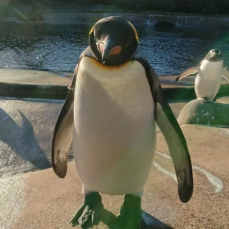 Appartement Violet Bank West End. *