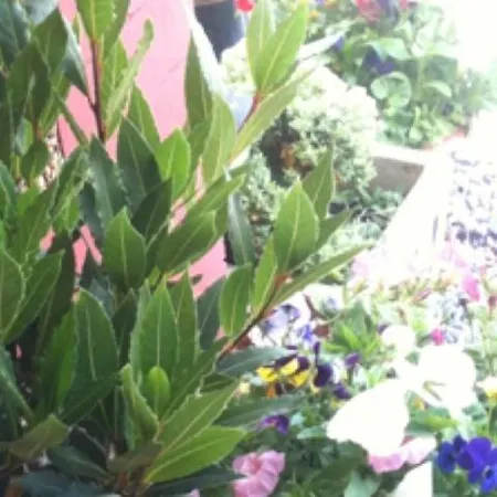 Bed & Breakfast Almond House Edinburgh