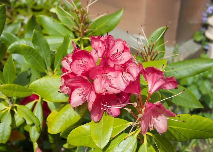 דירה Victorian With Car Parking In Driveway, Murrayfield *