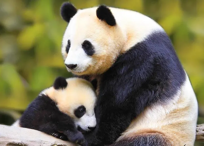 Panda Oda ve Kahvaltı 4*