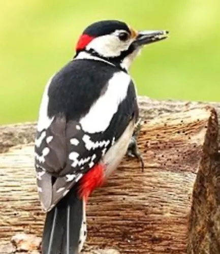 Craigs Lodges * Edynburg